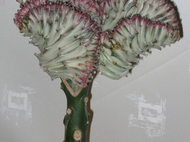 Eup lactea f cristata Grey