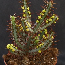 Euphorbia aeruginosa