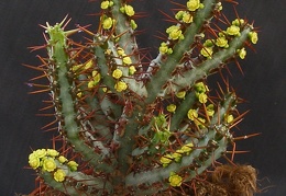 Euphorbia aeruginosa