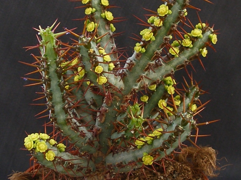 Euphorbia aeruginosa