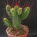 Euphorbia enopla