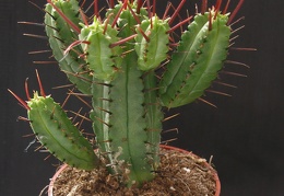 Euphorbia enopla