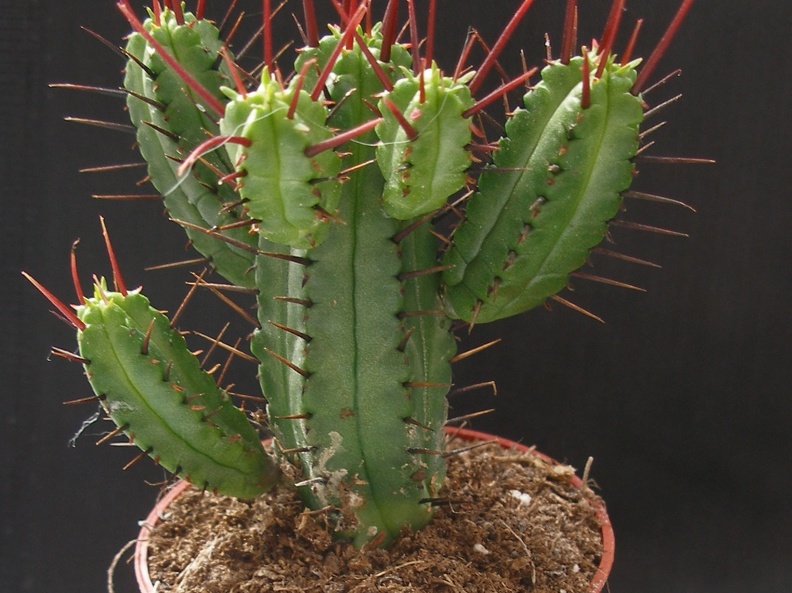 Euphorbia enopla