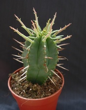 Euphorbia ferox