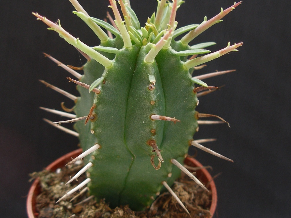 Euphorbia ferox