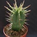 Euphorbia ferox