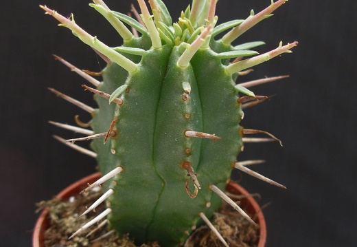 Euphorbia ferox