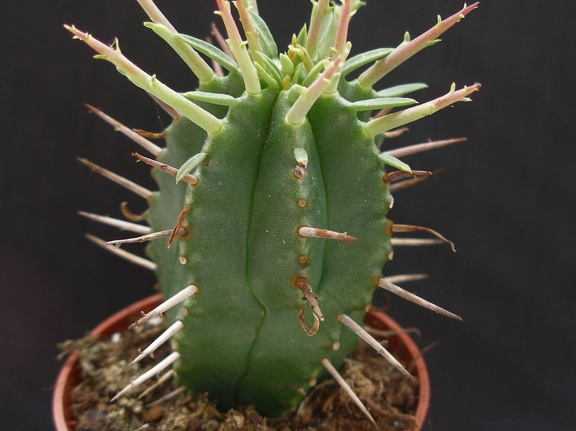 Euphorbia ferox