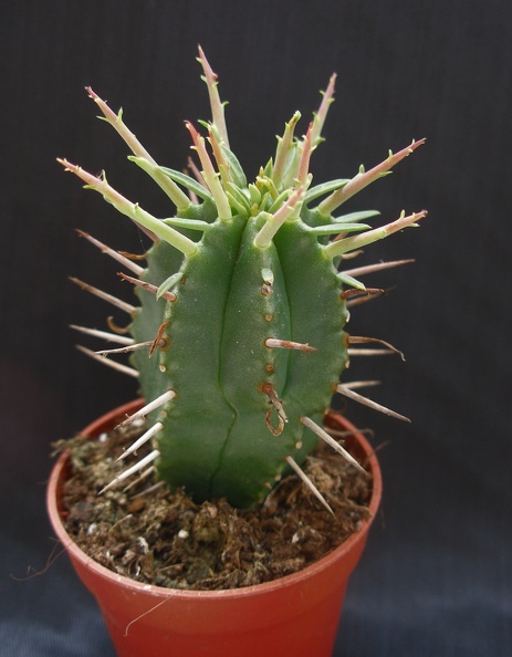 Euphorbia_ferox.JPG