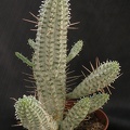 Euphorbia mammillaris f  variegata