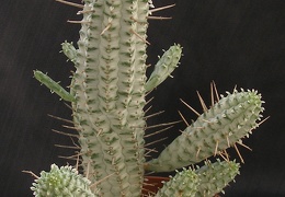 Euphorbia mammillaris f  variegata