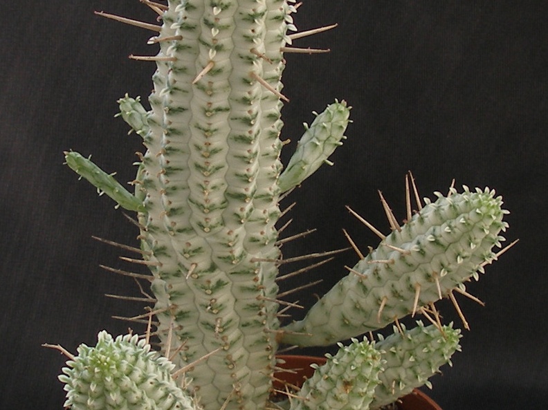 Euphorbia mammillaris f  variegata
