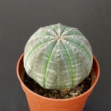 Euphorbia obesa