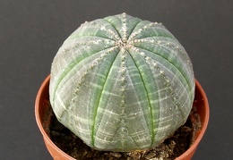 Euphorbia obesa