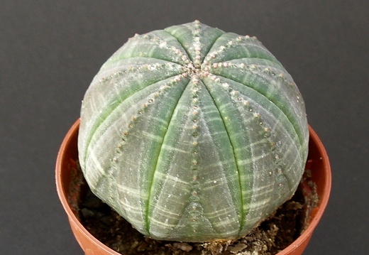 Euphorbia obesa
