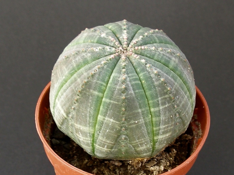 Euphorbia obesa