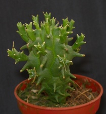 Euphorbia schoenlandi
