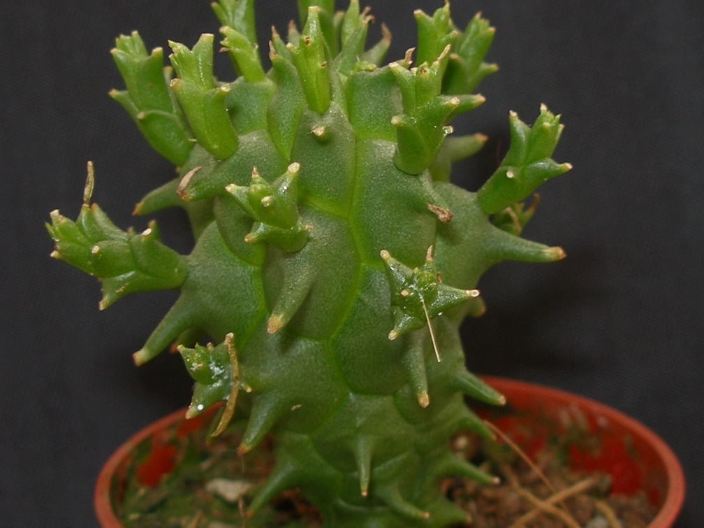 Euphorbia schoenlandi