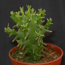 Euphorbia schoenlandi