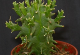 Euphorbia schoenlandi