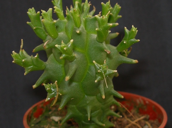 Euphorbia schoenlandi