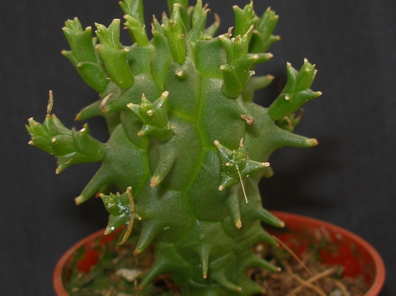 Euphorbia schoenlandi