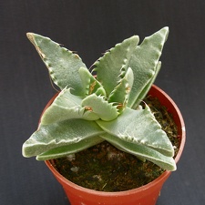 Faucaria tigrina