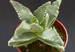 Faucaria tigrina