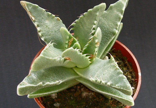 Faucaria tigrina