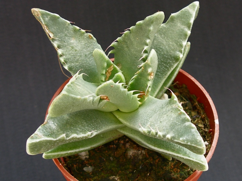 Faucaria tigrina