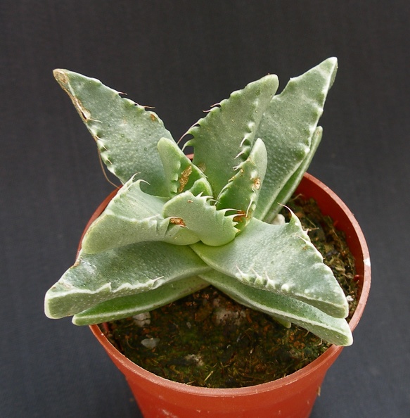 Faucaria_tigrina.JPG