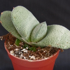 Gasteria armstrongii