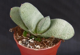 Gasteria armstrongii