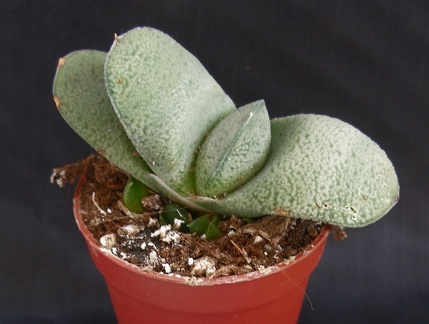 Gasteria armstrongii