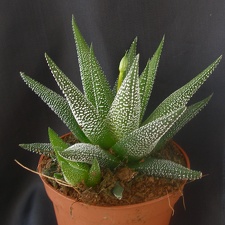 Haworthia attenuata 