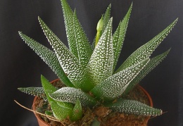 Haworthia attenuata 