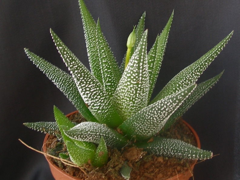 Haworthia attenuata 