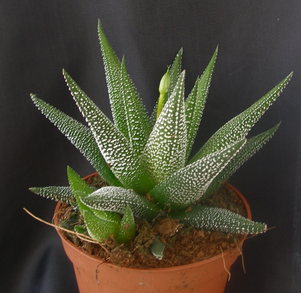 Haworthia_attenuata_.JPG