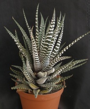 Haworthia fasciata