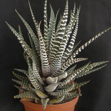 Haworthia fasciata