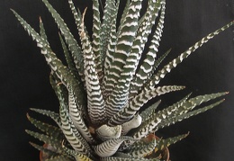 Haworthia fasciata