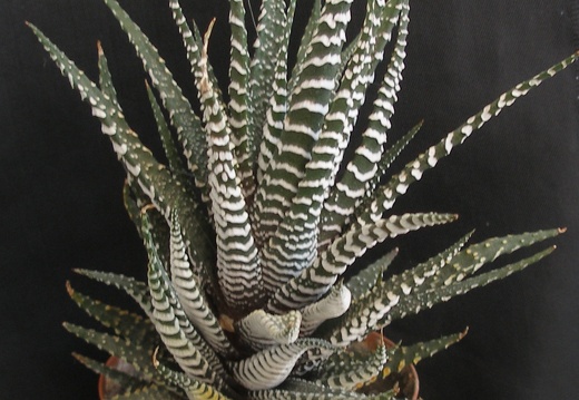 Haworthia fasciata