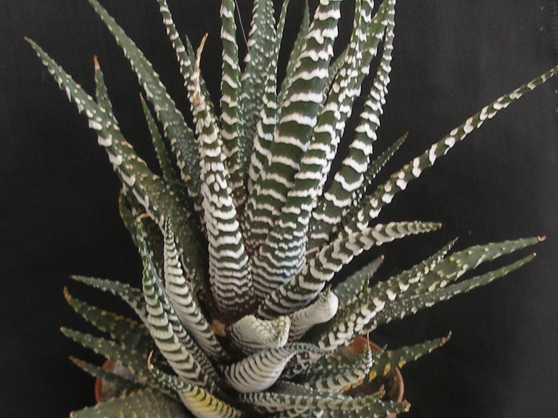 Haworthia fasciata