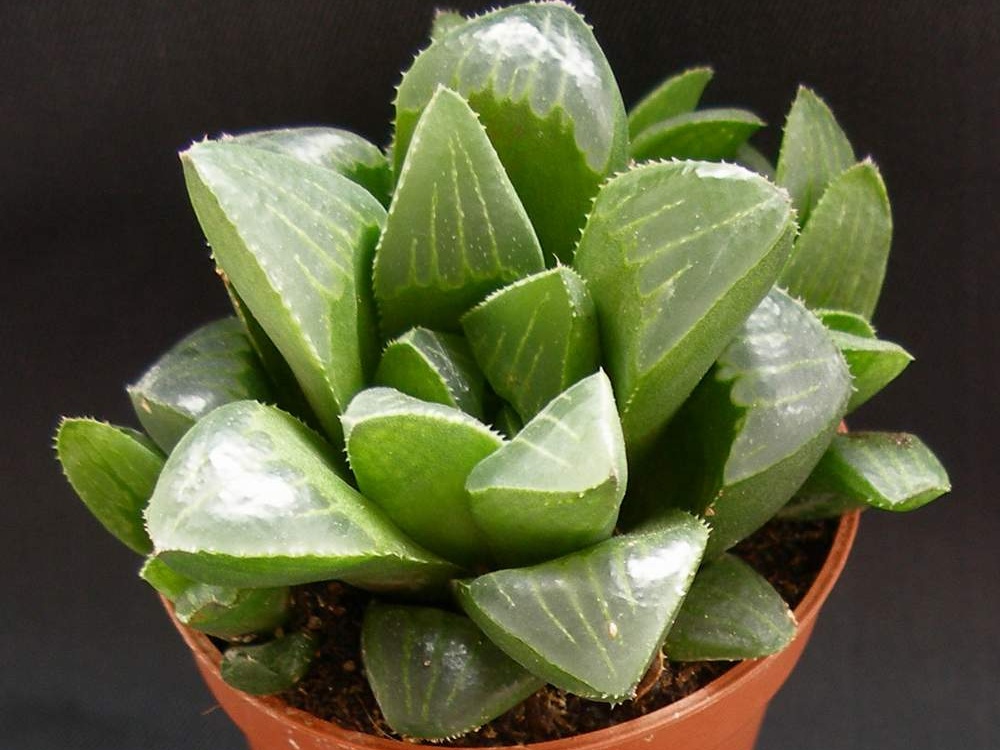 Haworthia retusa Heidelberg