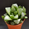 Haworthia retusa Heidelberg
