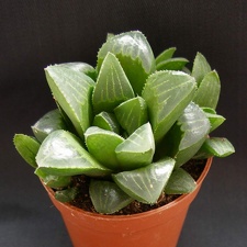 Haworthia retusa Heidelberg