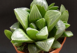 Haworthia retusa Heidelberg