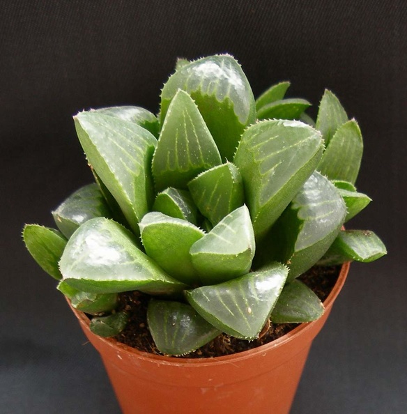 Haworthia_retusa_Heidelberg.JPG