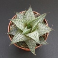 Haworthia venosa v  tessellata