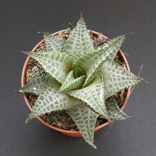Haworthia venosa v  tessellata
